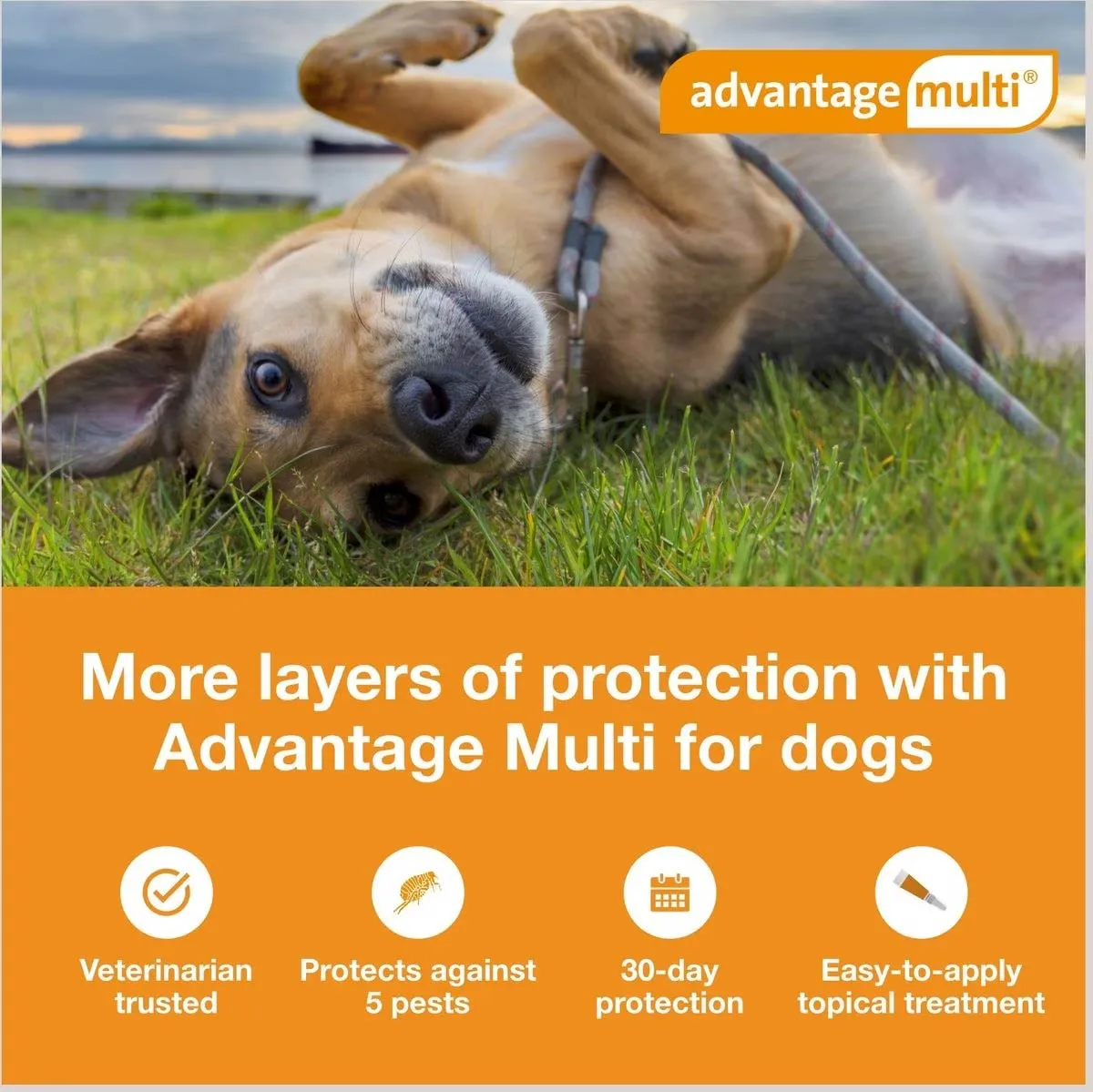 Advantage Multi for Dogs (imidacloprid   moxidectin) Topical Solution, 6 Pack
