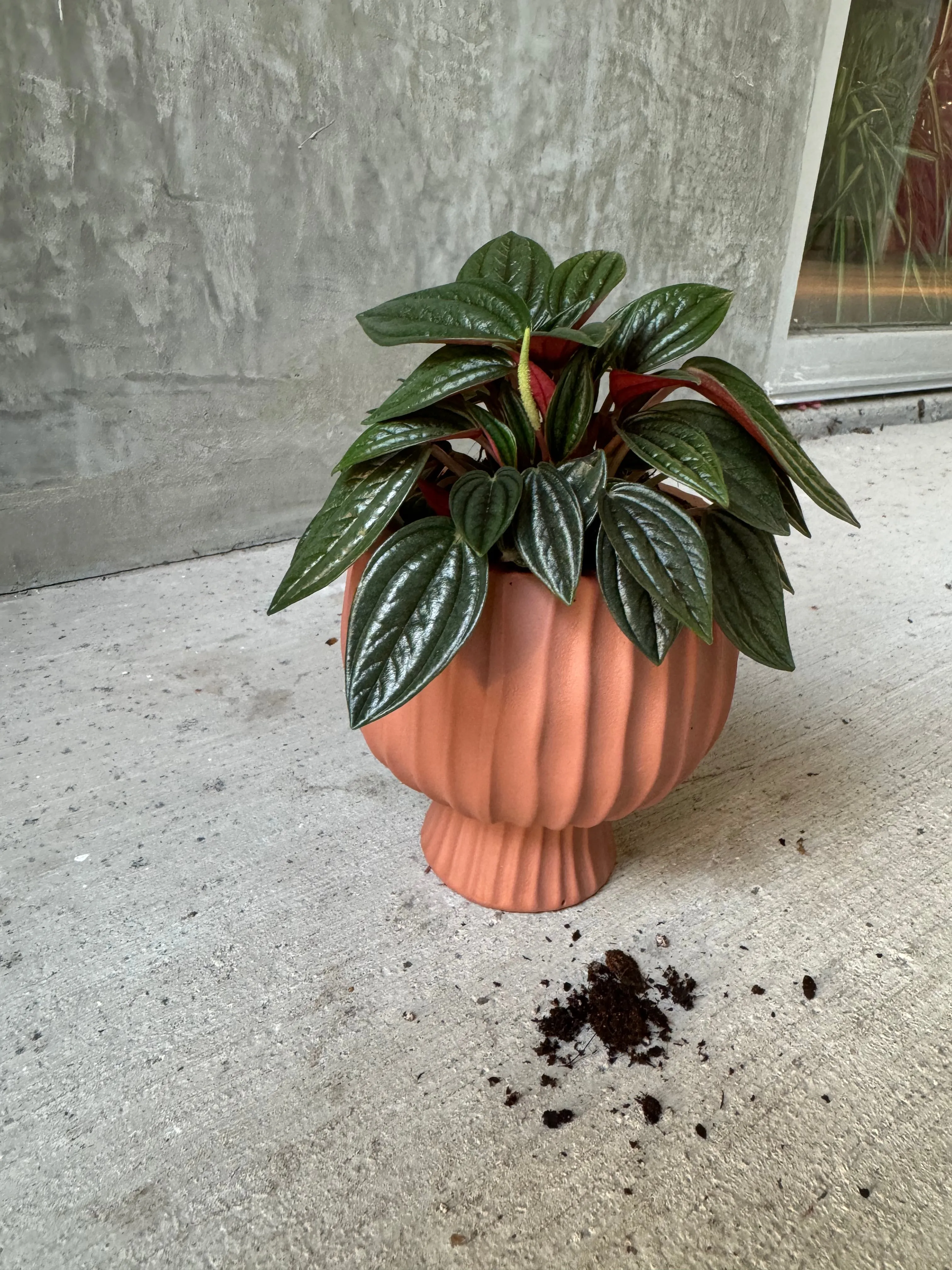 Peperomia Rosso in Cove Planter
