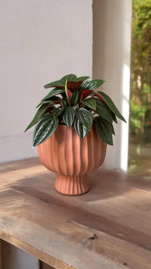 Peperomia Rosso in Cove Planter