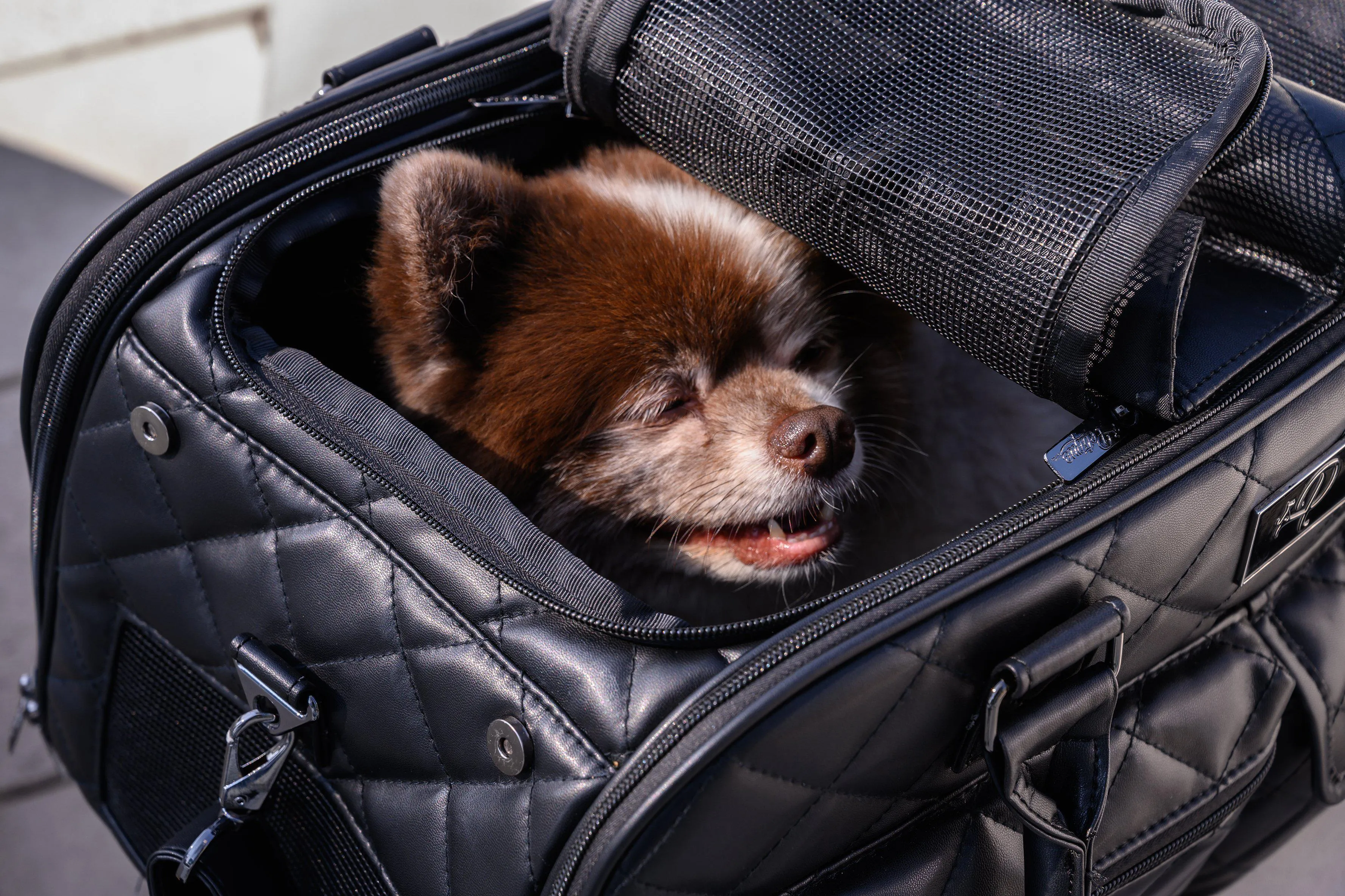 Petique The Lux Pet Carrier