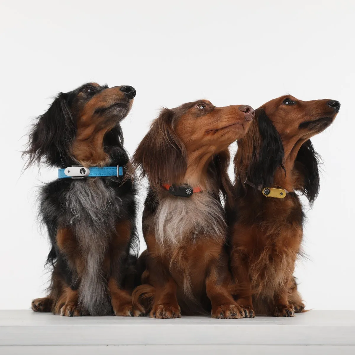 TICKLESS Mini Dog - The new generation of chemical-free ultrasonic tick and flea repellent