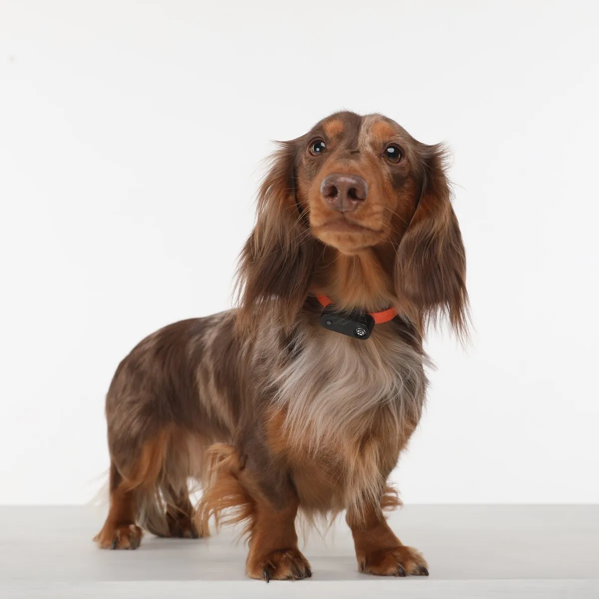 TICKLESS Mini Dog - The new generation of chemical-free ultrasonic tick and flea repellent